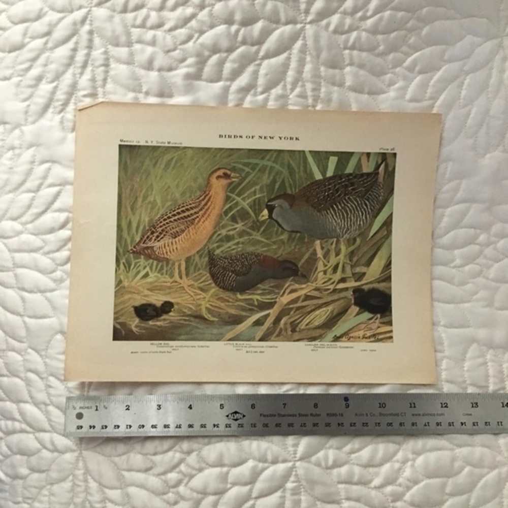 🖤 5 / $ 25 Antique Ornithological Bird Print Original - Picture 11 of 15